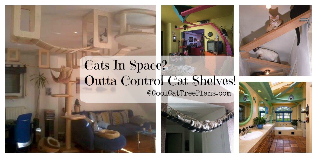 Cat shelves ideas collage with 5 fun options.