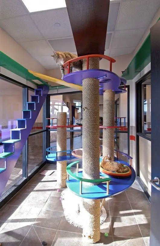 Colorful Cat Room Idea With Purple Stairs