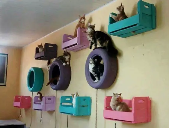 Cat Room Ideas Using Recycle Tires & Crates On The Wall.