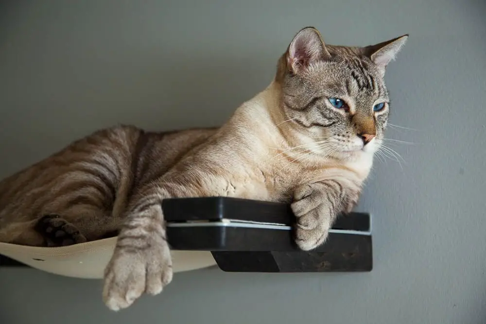 Stylish Wall Mounted Cat Hammock - This wall mounted cat perch is some of the best shelving for cats we've seen. STURDY, Attractive & Cats Really LOVE It!