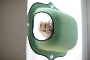 An enclosed window mounted cat pod.  I'm not sure how I didn't know about kitty pods sooner, but these are way to cool!