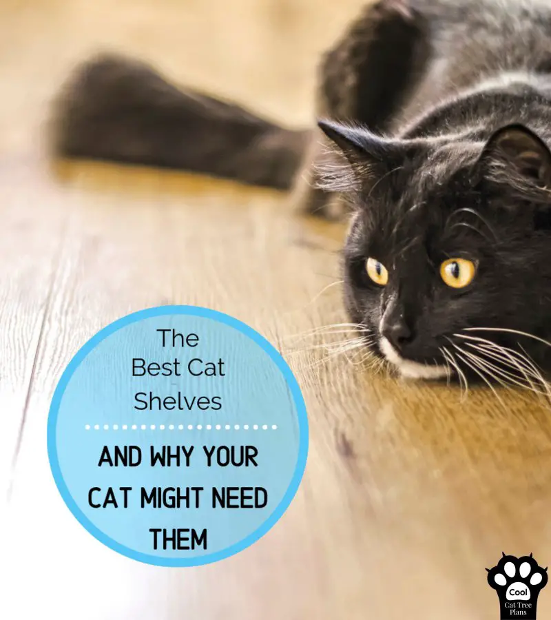 It can be hard to figure out which are the best cat wall shelves, but they are so important to your cats health!
