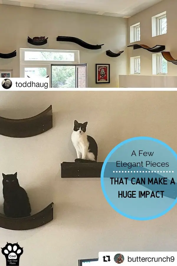 A few elegant pieces can really make all the difference when it comes to your cats health and finding the best cat wall shelves!