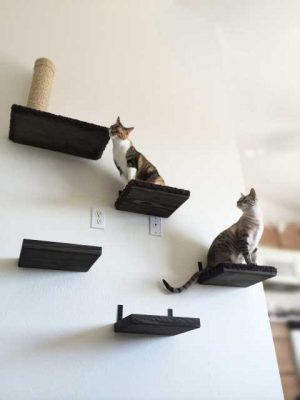 The 12 inch solid wood cat shelf being used with other cat shelves to make an affordable cat wall.