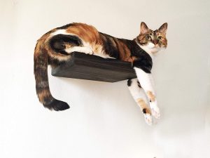 This is a solid wood cheap cat wall shelf that is a little on the small side, but it's strong and can work as a cat step if you want it to!