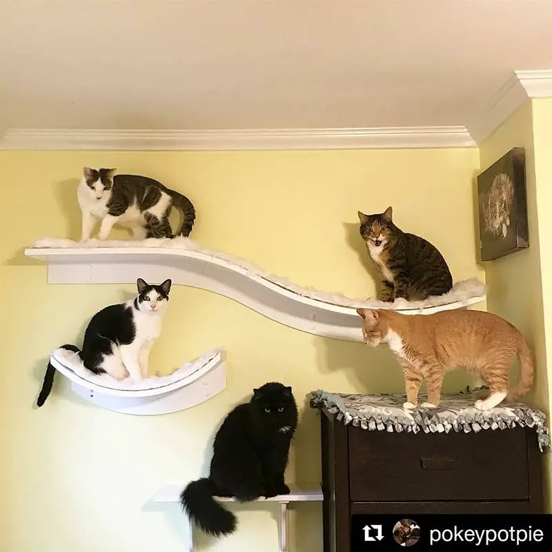 This is a lovely idea for a kitty play space or cat jungle gym using modern cat shelves.