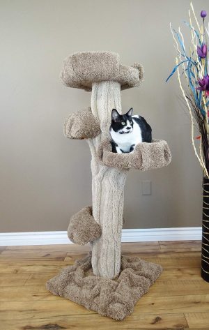 A cat tree that looks like a tree.  It's a great cat tree for large cats and small catlings with lots of energy.