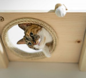 An escape hole cat perch for that crazy kitty fun our cats are searching for.