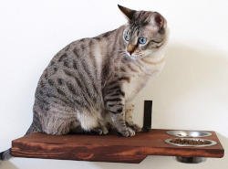 Solid wood cat wall perch with feeding station for cats.