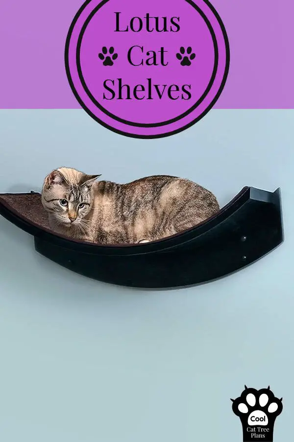 A kitty resting on some lotus cat shelves