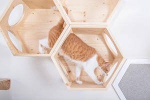 You can easily see how you can turn these hexagonal, honeycomb like cat shelves into a maze-like romping area for your cat!