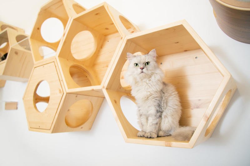Here is a slightly larger cat enjoying these sturdy hexagonal cat shelves from MyZoo!