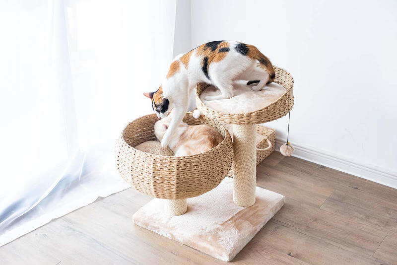 The two beds are close enough together that climbing between them, up or down is easy.