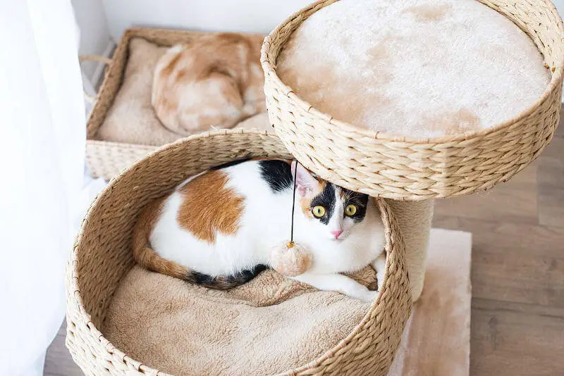 This wicker cat tree for senior cats is great for apartments.