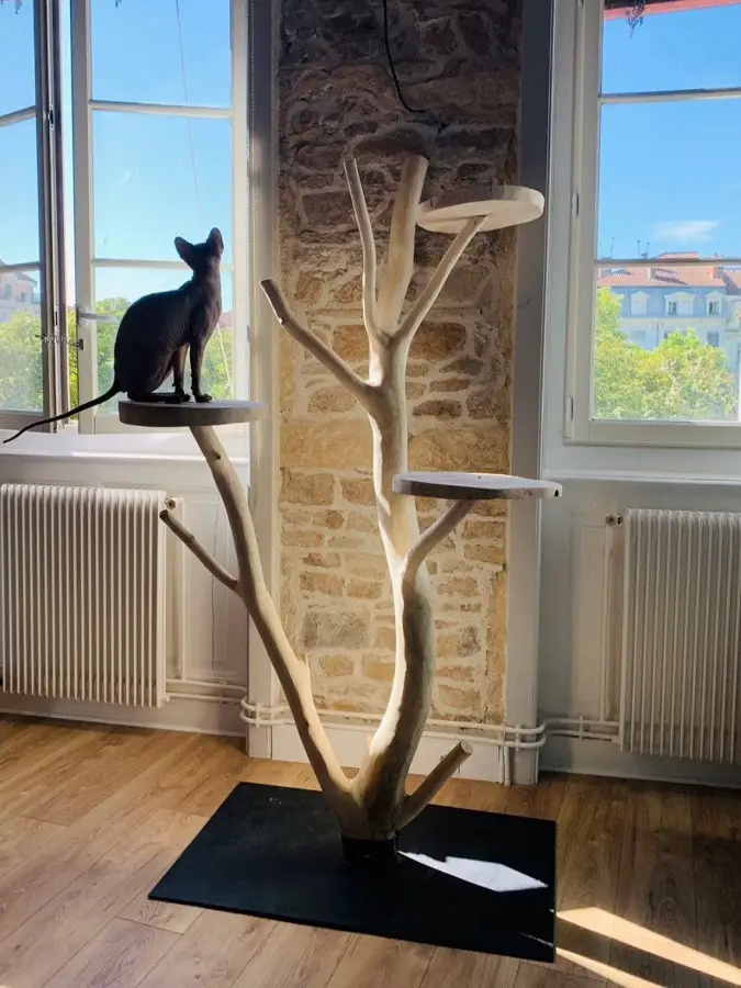 A natural wood cat tree straddles the line between modern chic and rustic, which is exactly what this does.  Made from solid wood tree branches and cut out rounds from the trunk of the tree itself.