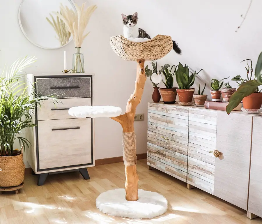 The Mau store makes very distinctive cat trees from natural tree branches, this one is no exception.  It's got a central branch which all the perches are attached to.